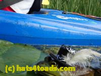 /home//u458753944/public_html/sourcegallery///Frogs/More bullfrogs/P8180195.JPG